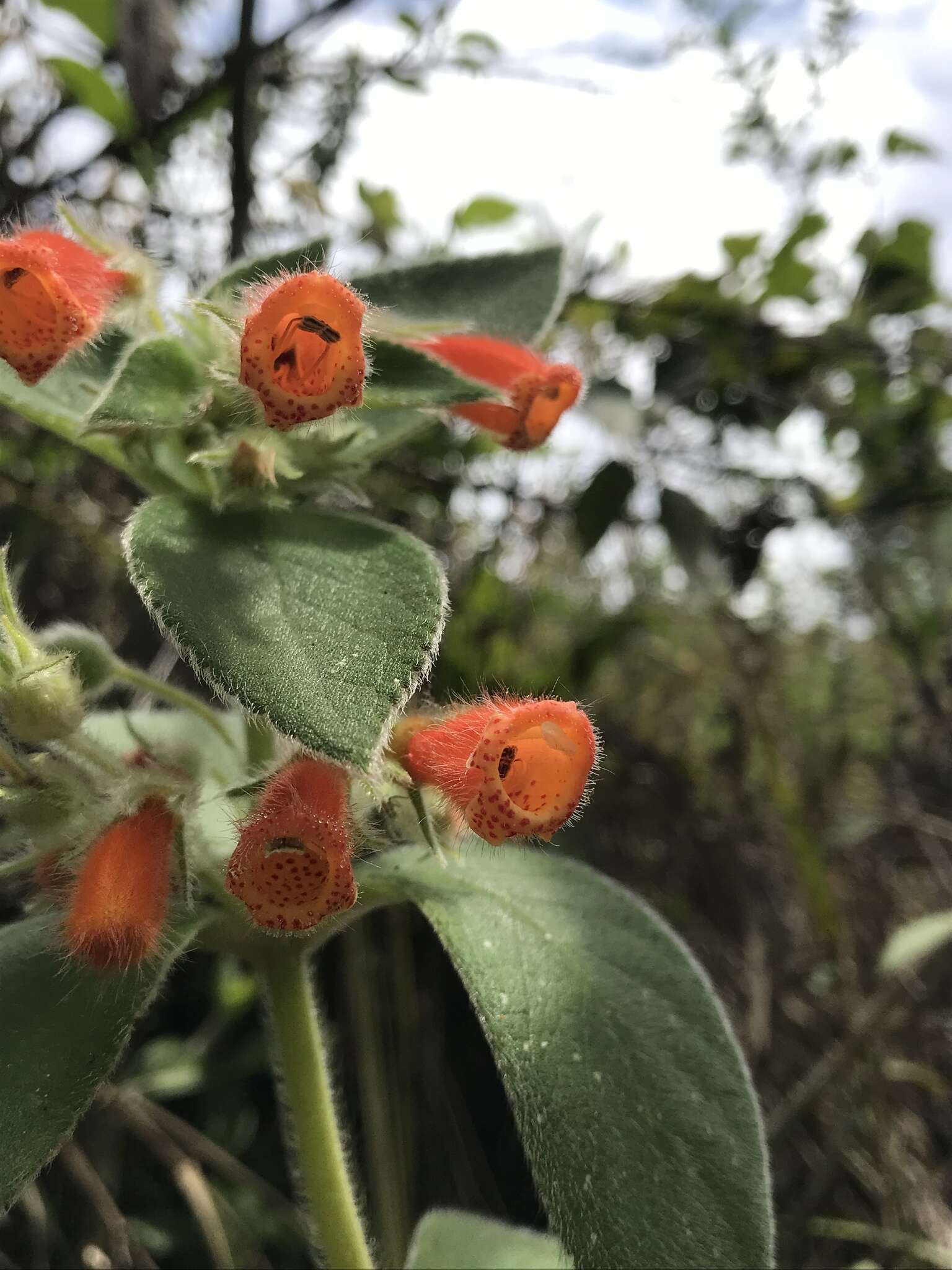 Image of Kohleria hirsuta (Kunth) Regel