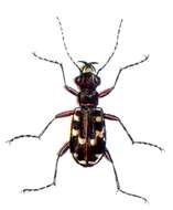 Image of Dune tiger beetle