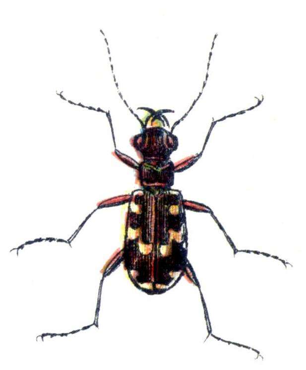 Image of Dune tiger beetle