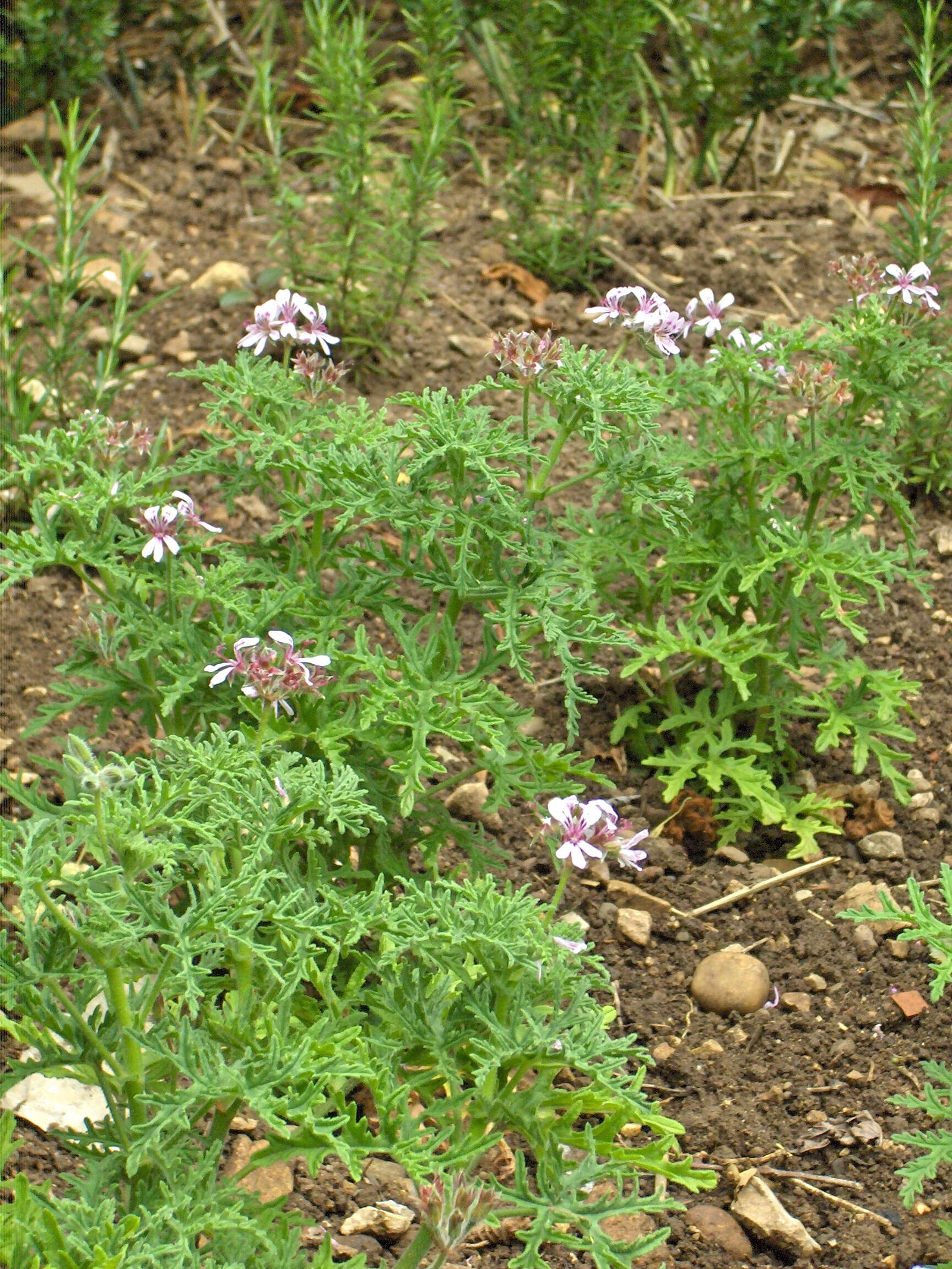 Imagem de Pelargonium