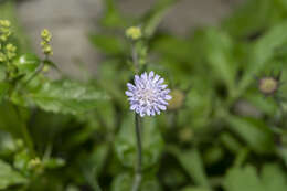 Image of Knautia integrifolia subsp. urvillei (Coulter) Greuter