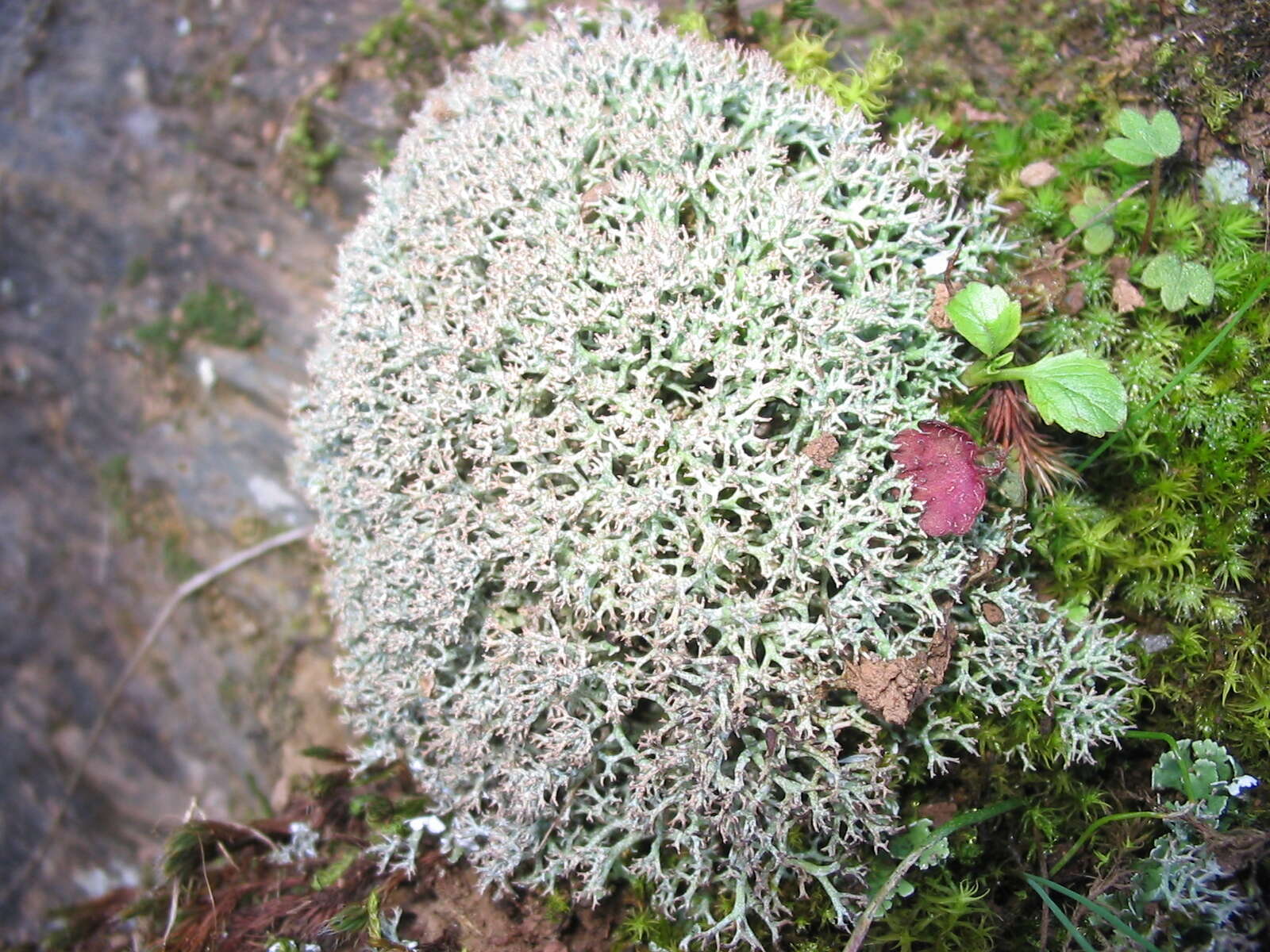 Image of star reindeer lichen