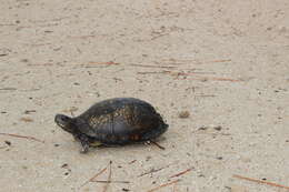 Image of Gulf Coast box turtle