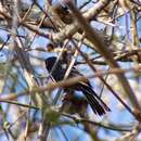 Image of Blue Seedeater