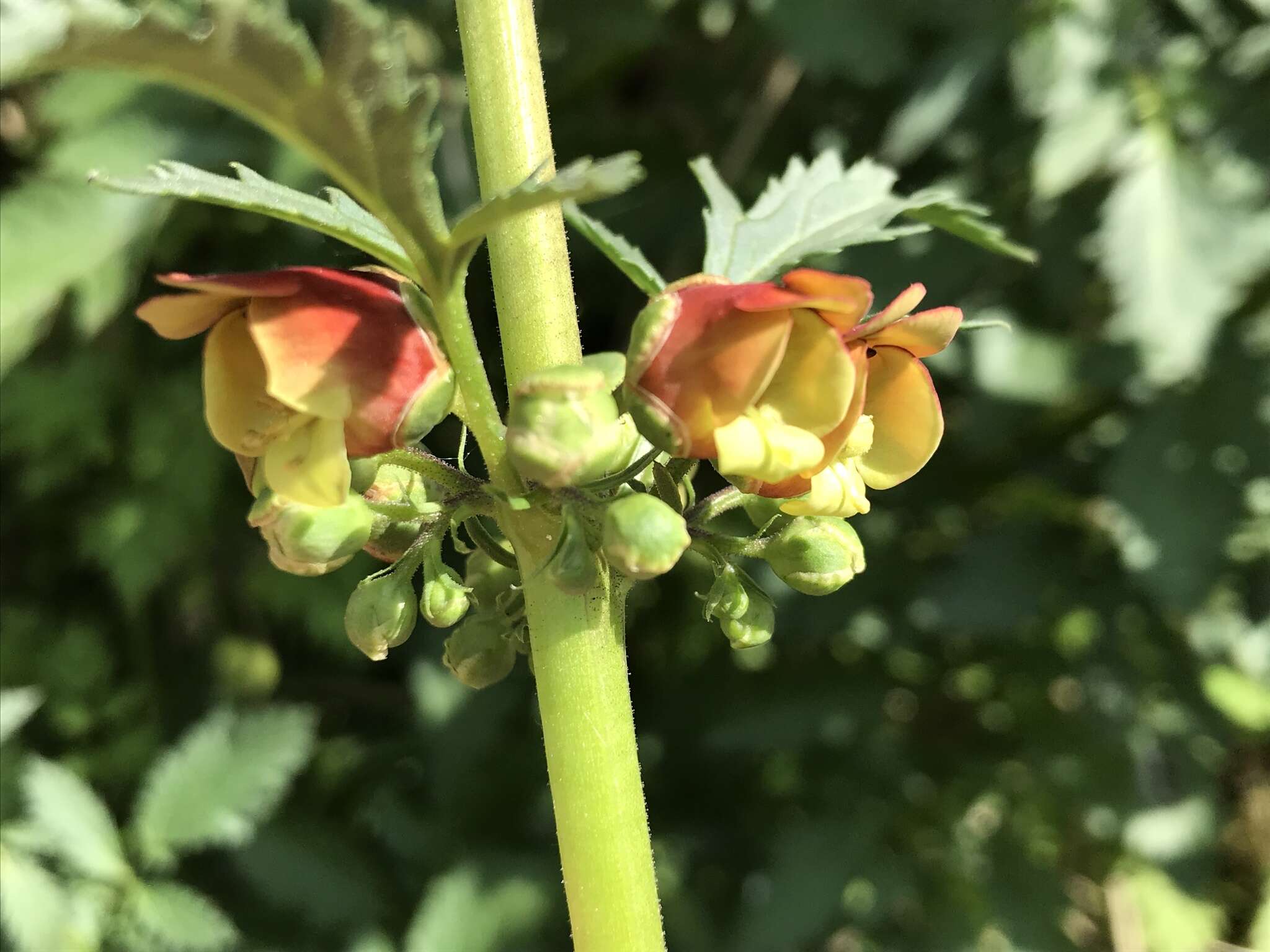 Scrophularia sambucifolia L. resmi