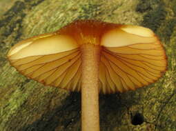 Image of Mycena atkinsoniana A. H. Sm. 1947