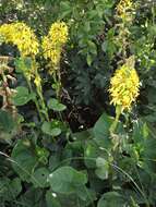 Image of Ligularia sibirica (L.) Cass.