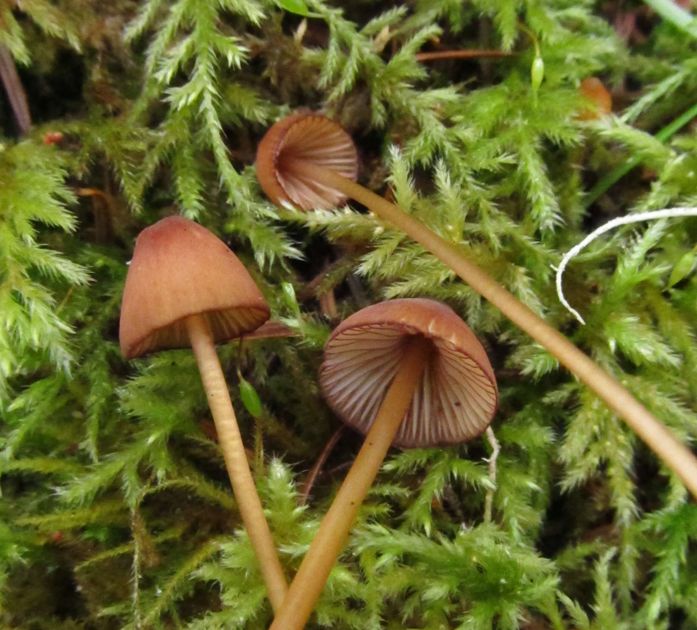 Plancia ëd Mycena sanguinolenta (Alb. & Schwein.) P. Kumm. 1871