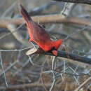 Imagem de Cardinalis cardinalis mariae Nelson 1898