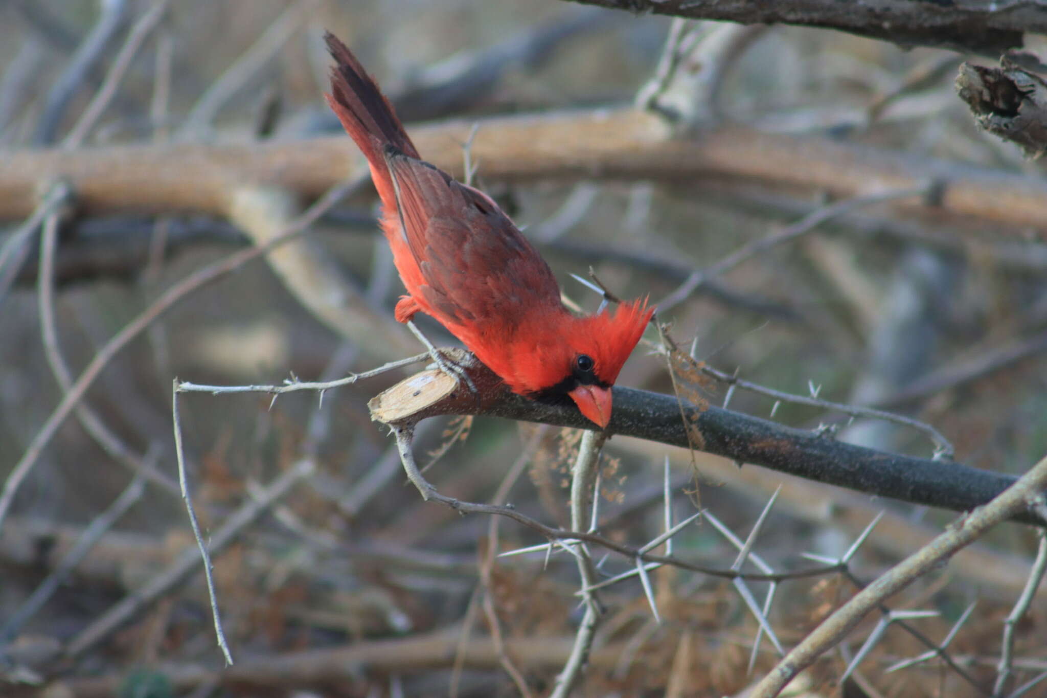 Imagem de Cardinalis cardinalis mariae Nelson 1898