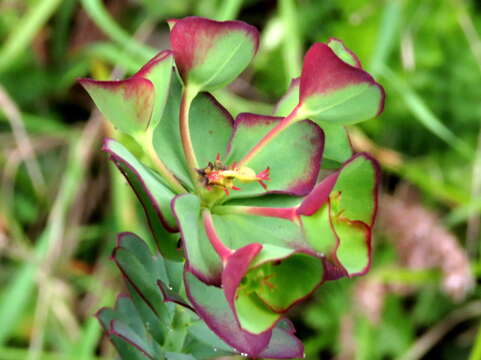 Image of Euphorbia genistoides P. J. Bergius