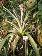 Image de Aechmea aquilega (Salisb.) Griseb.