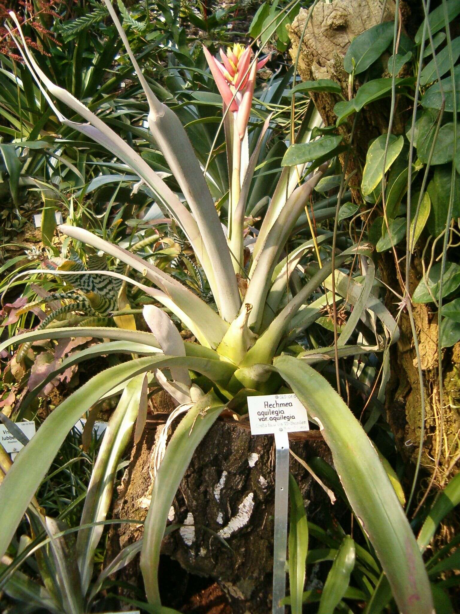 Image de Aechmea aquilega (Salisb.) Griseb.