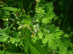 Image of Geranium wakkerstroomianum R. Knuth