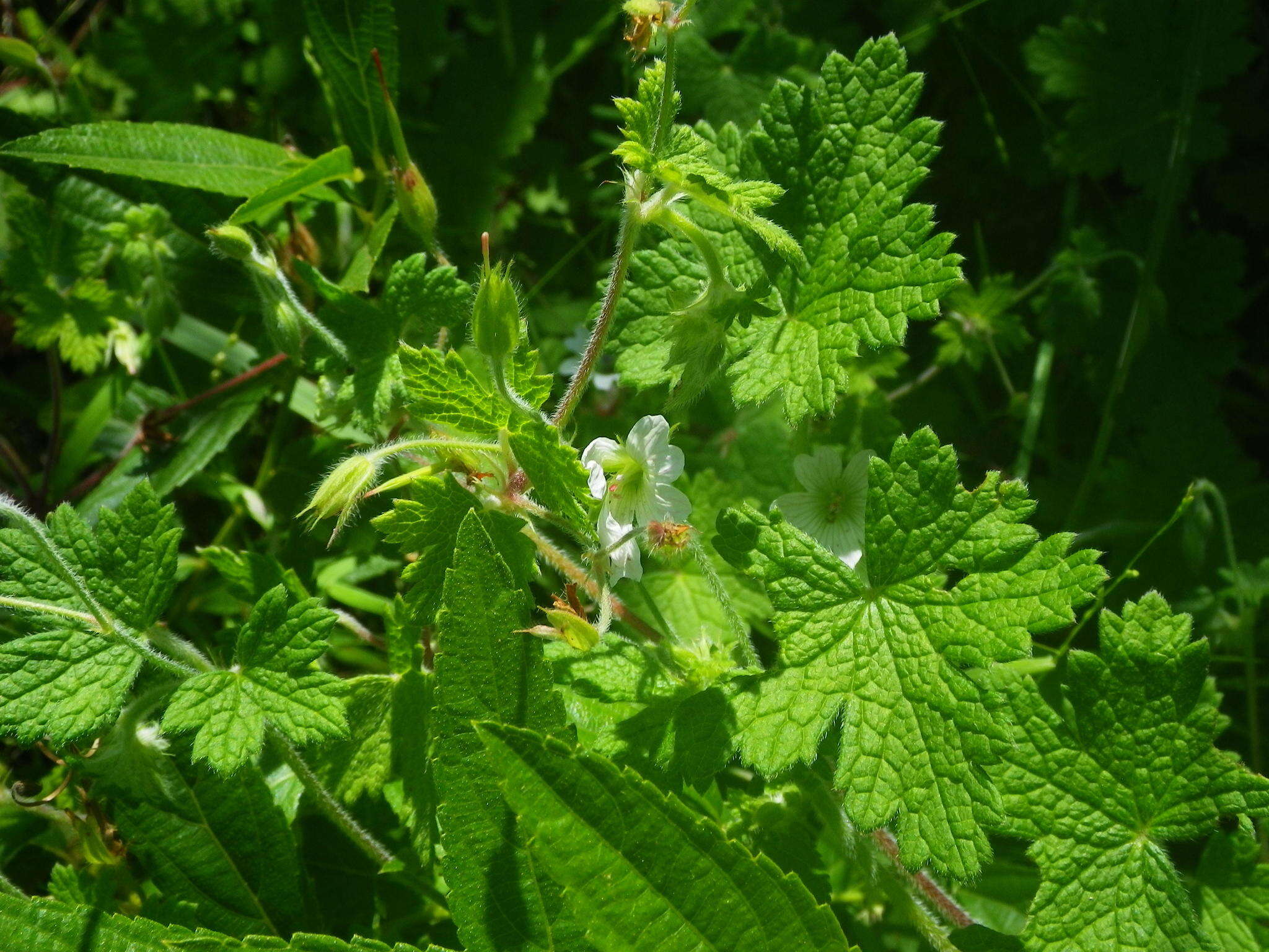 Image of Geranium wakkerstroomianum R. Knuth