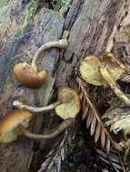 Image of Gymnopilus rufescens Hesler 1969