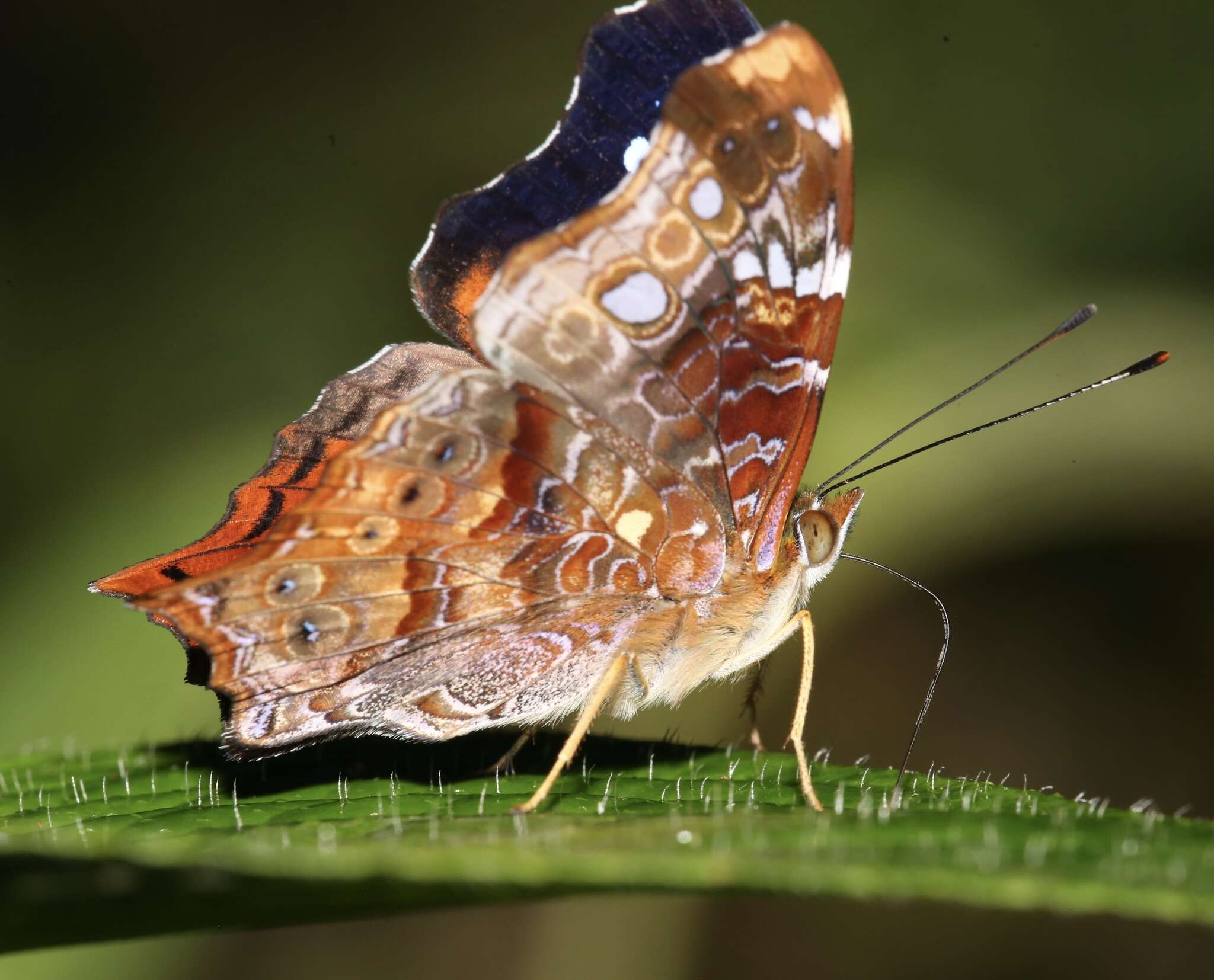 Image of Hypanartia trimaculata