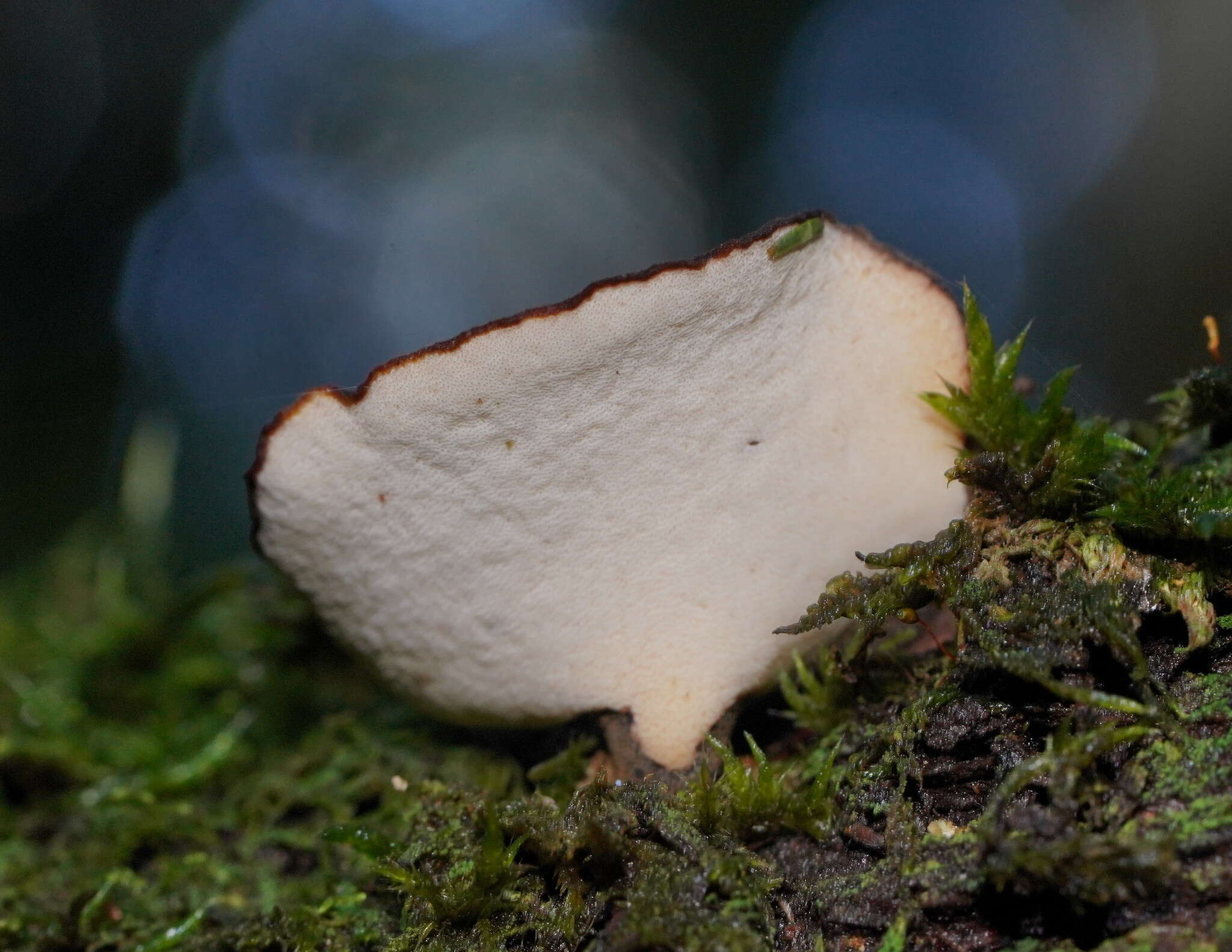 Image de Polyporus gayanus Lév. 1846