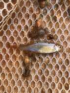 Image of pearl danio