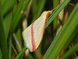 Слика од Rhodometra sacraria Linnaeus 1767