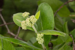 Image of Common crown-berry