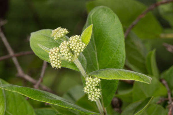 Image of Common crown-berry