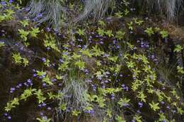 Imagem de Pinguicula dertosensis (Cañig.) G. Mateo Sanz & M. B. Crespo Villalba