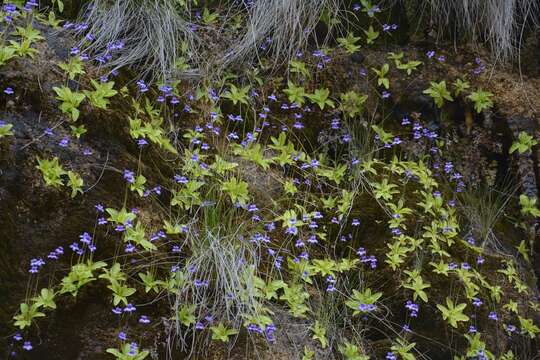 Image of Pinguicula dertosensis (Cañig.) G. Mateo Sanz & M. B. Crespo Villalba