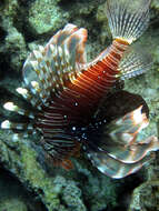 Image of Red lionfish