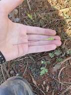 Image of Australian stork's bill