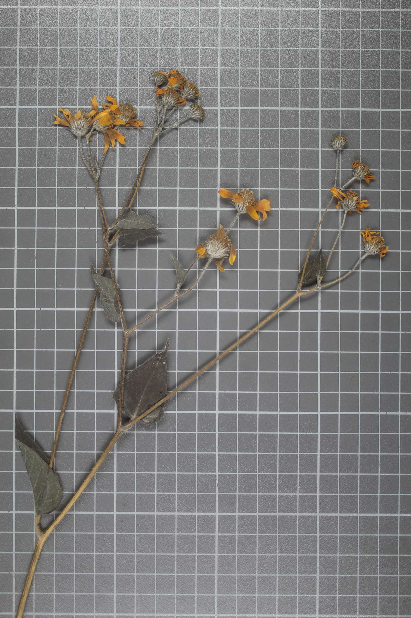 Image of annual bushsunflower