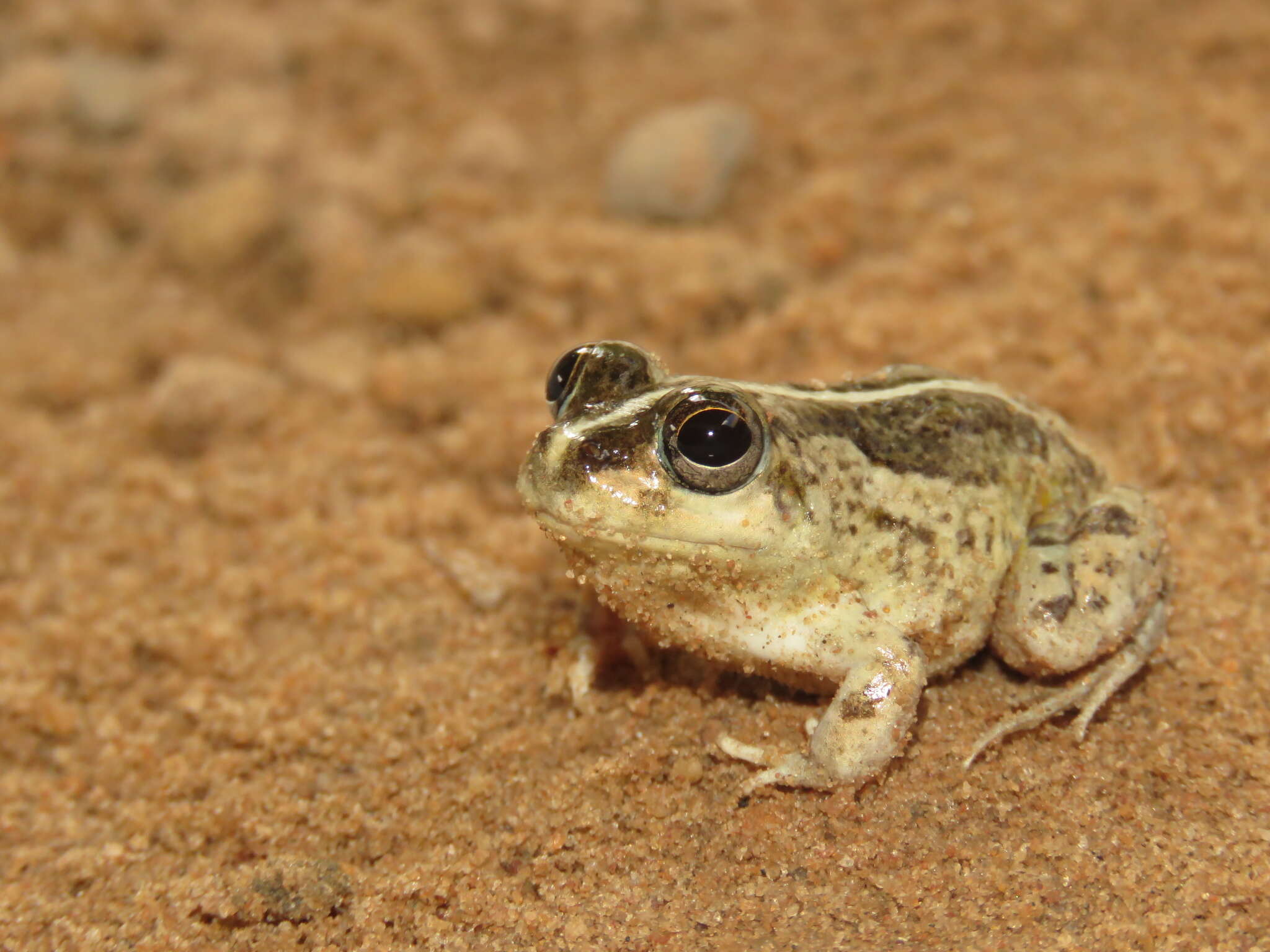 Image of Peters' four-eyed frog