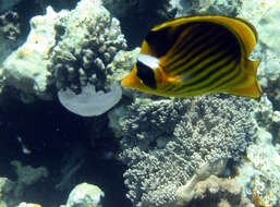 Image of Diagonal Butterflyfish