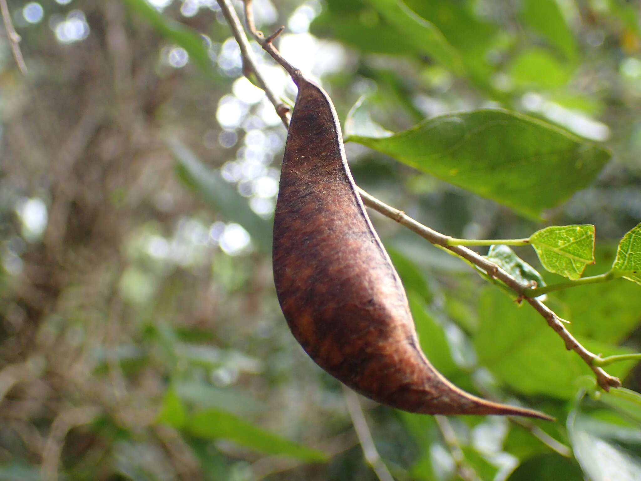 Image of Baphia racemosa (Hochst.) Baker