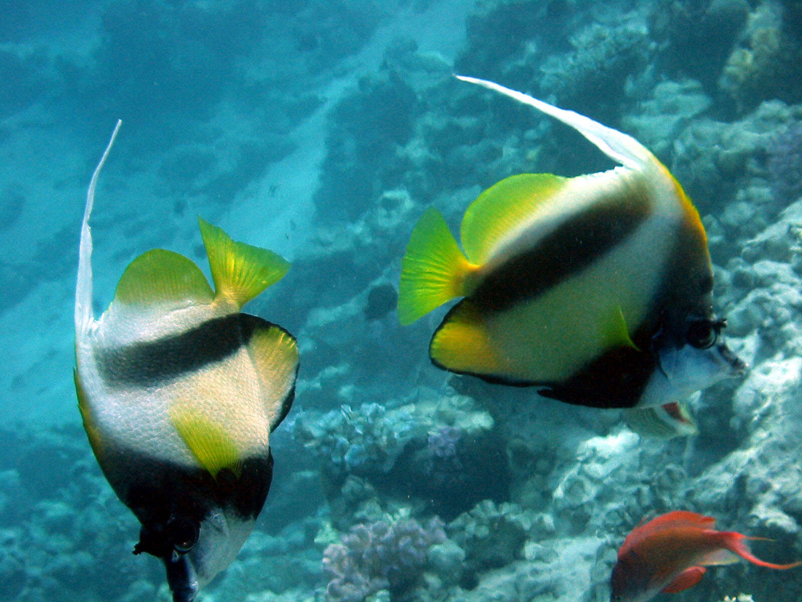 Image of Red Sea Bannerfish