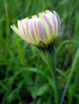 Image of Smooth Golden Fleece