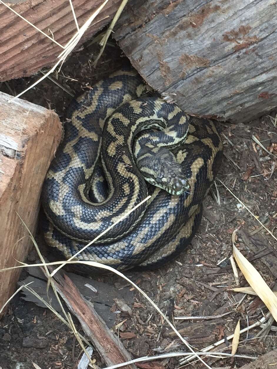 Image of Morelia spilota mcdowelli Wells & Wellington 1984