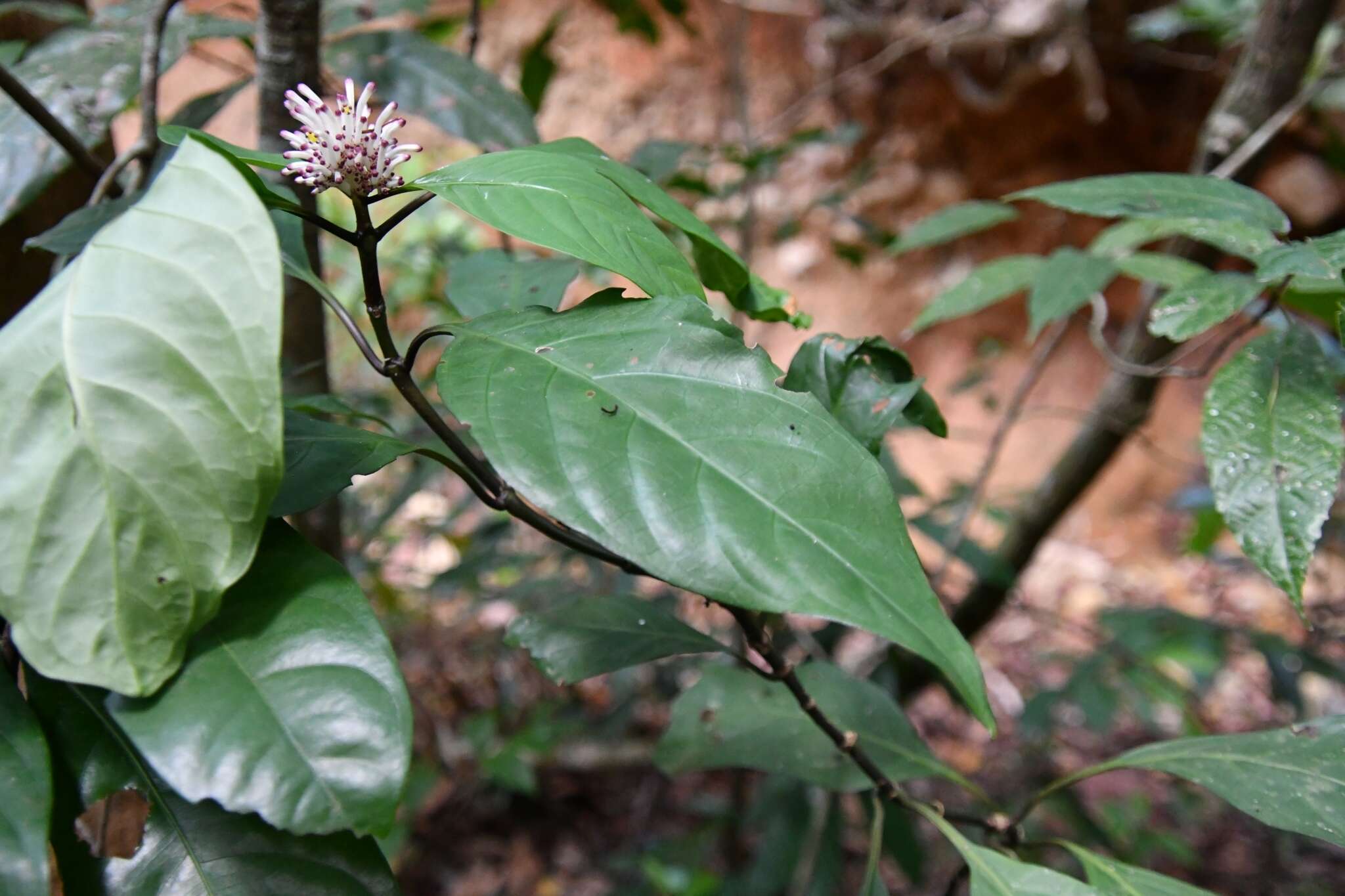 Imagem de Chassalia curviflora (Wall.) Thwaites