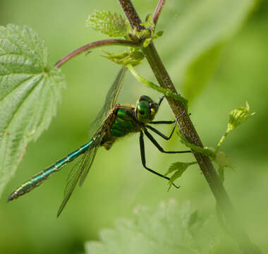 Image of Brilliant Emerald