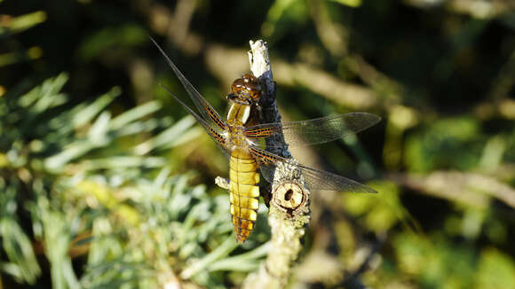 Image of Broad-bodied chaser