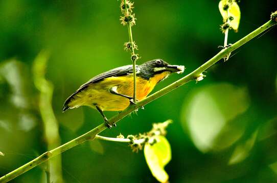 Image of Palawan Flowerpecker