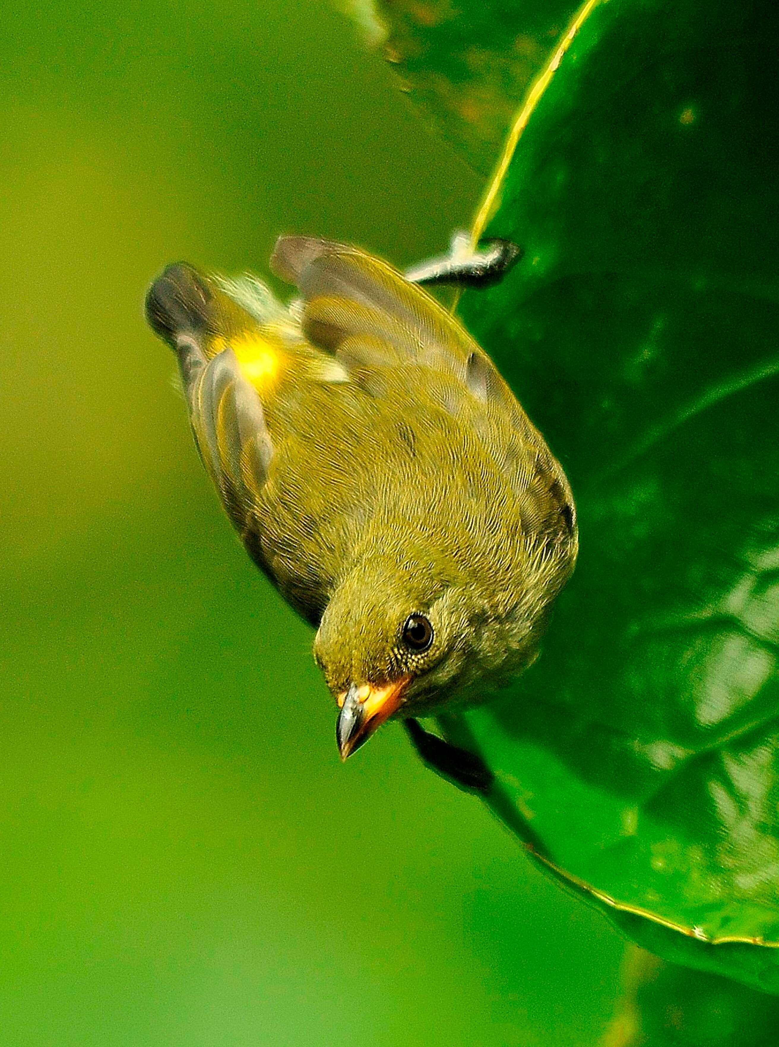 Image of Palawan Flowerpecker