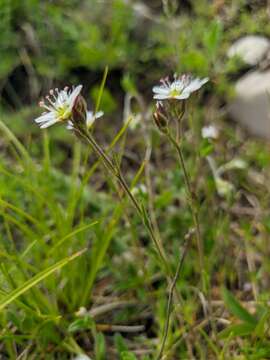 Minuartia hirsuta (M. Bieb.) Hand.-Mazz.的圖片