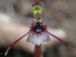 Image of Small wasp orchid