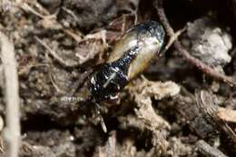 Image of <i>Geocoris ater</i>