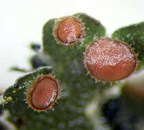 Image of Erioderma leylandii (Taylor) Müll. Arg.