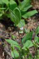 Plancia ëd Clematis ochroleuca