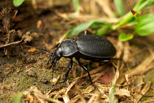 Image of Carabus (Morphocarabus) gebleri Fischer von Waldheim 1817