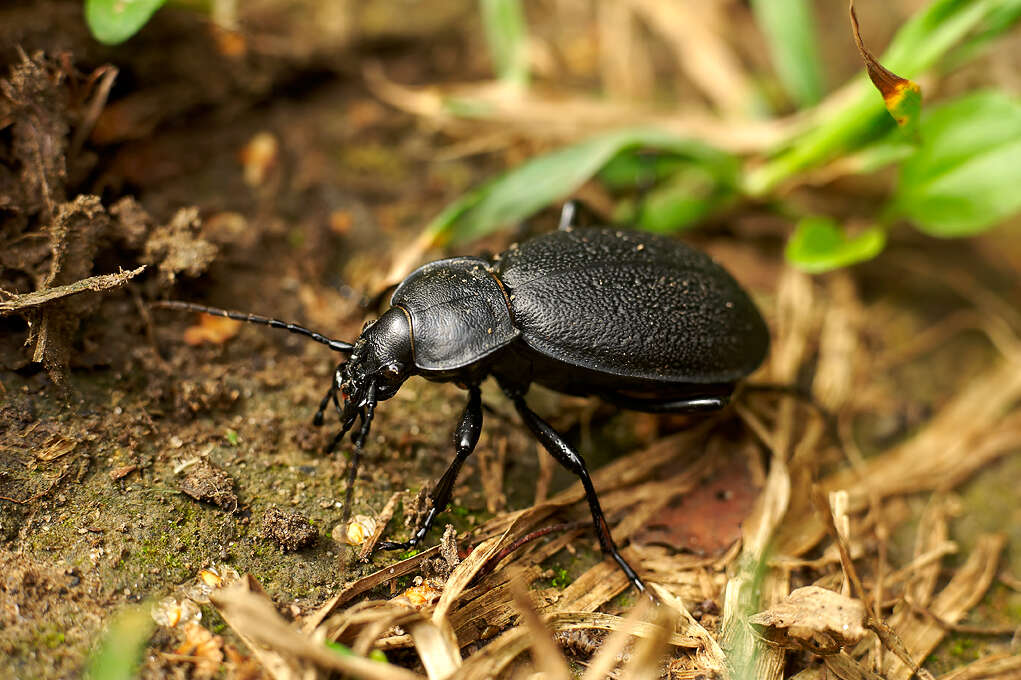 Carabus (Morphocarabus) gebleri Fischer von Waldheim 1817 resmi