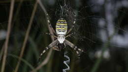 Image of Barbary Spider